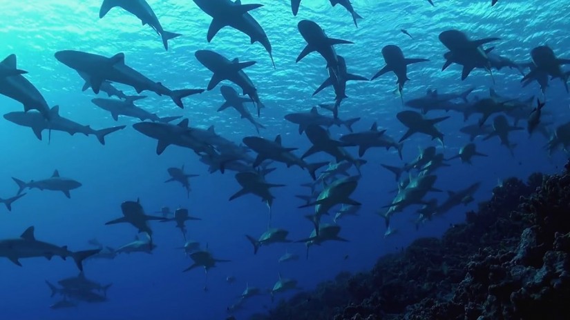 The wall of the sharks | aquasport.tv