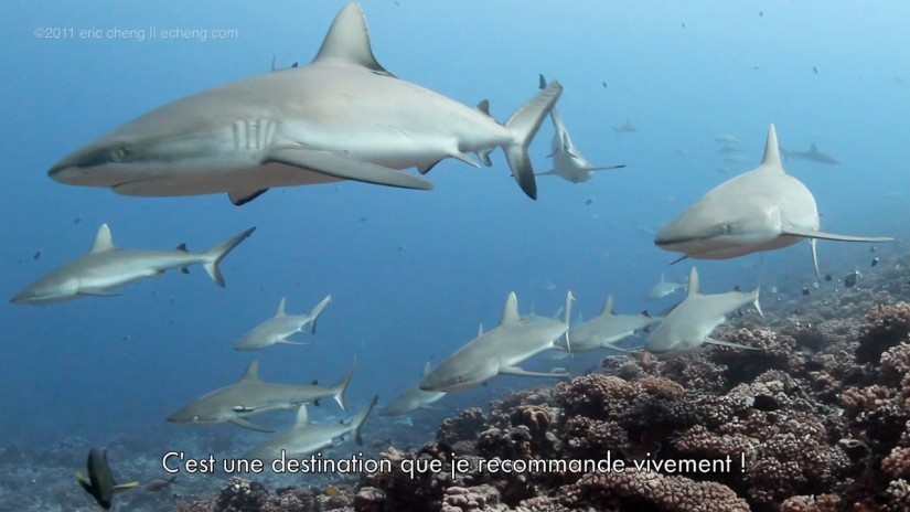 Plenty of sharks in the French Polynesia | aquasport.tv