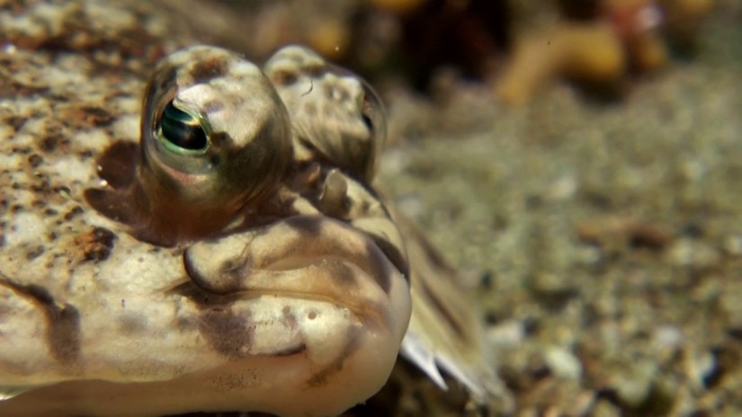 Macro Fauna in Alaska | aquasport.tv