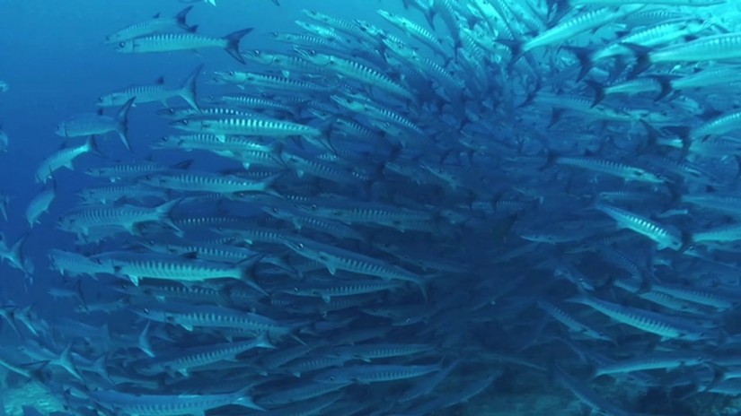 Pulau Sipadan Island, Malaysia | aquasport.tv