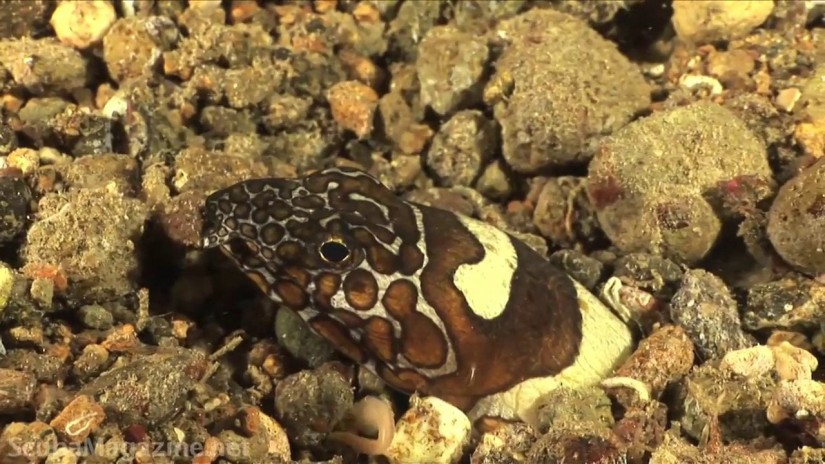 Diving in Anilao, Philippines | aquasport.tv