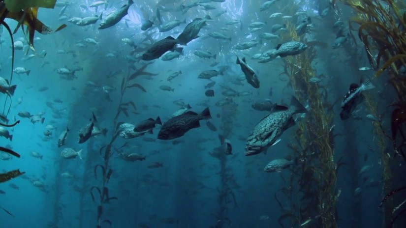 Diving in California (Channel Islands and Monterey Bay) | aquasport.tv