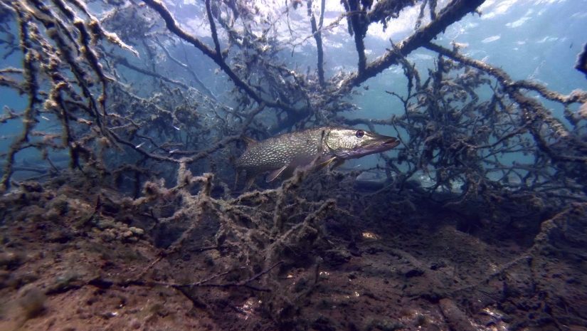 Lake Valkiajärvi Aquarium 2 | aquasport.tv