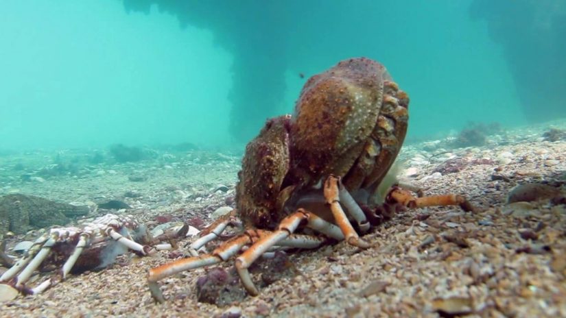 Spider Crab Molting Before Being Eaten by Stingray (muted) | aquasport.tv