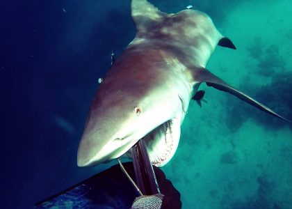 Shark Attack - Bullshark Attacks Spearfisherman | aquasport.tv