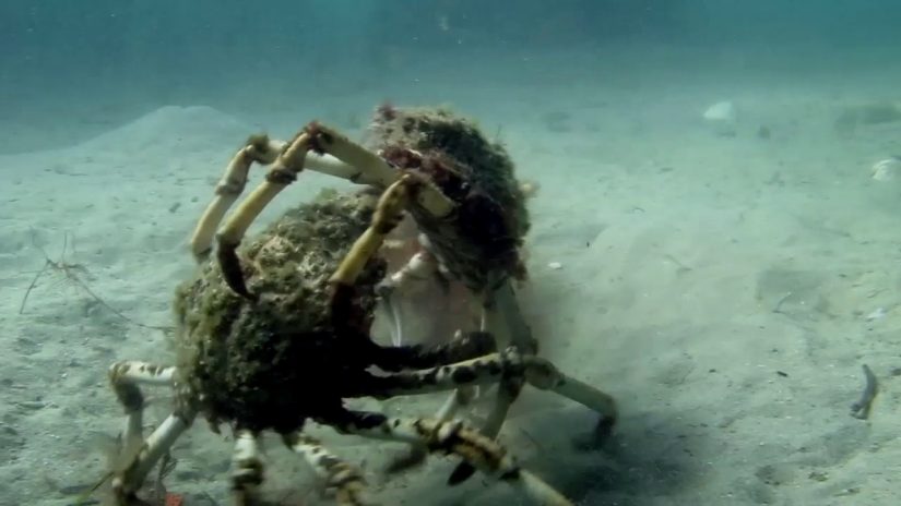 EPIC CRAB BATTLE!!!! SPIDER CRABS WRESTLING | aquasport.tv