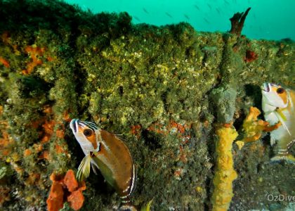 Wreck of the SS Oakland | aquasport.tv