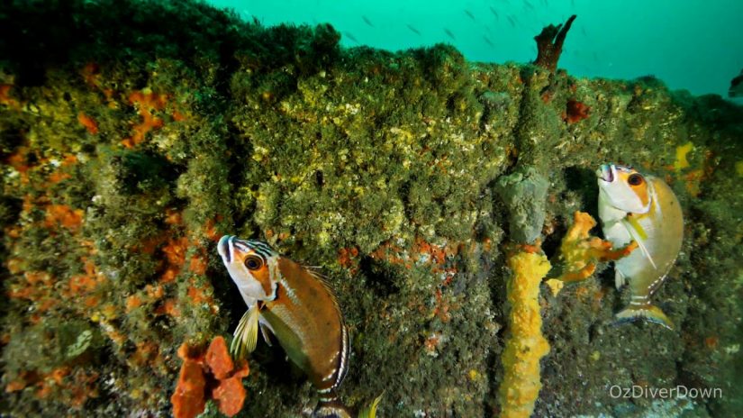 Wreck of the SS Oakland | aquasport.tv