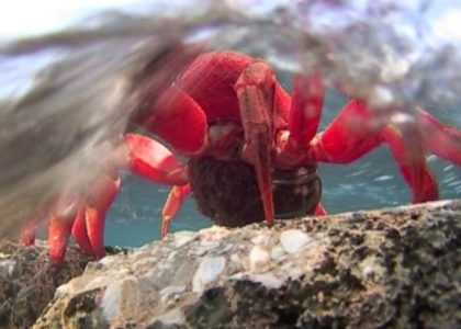 Red Crab egg release | aquasport.tv