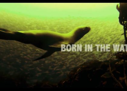 Born In The Water