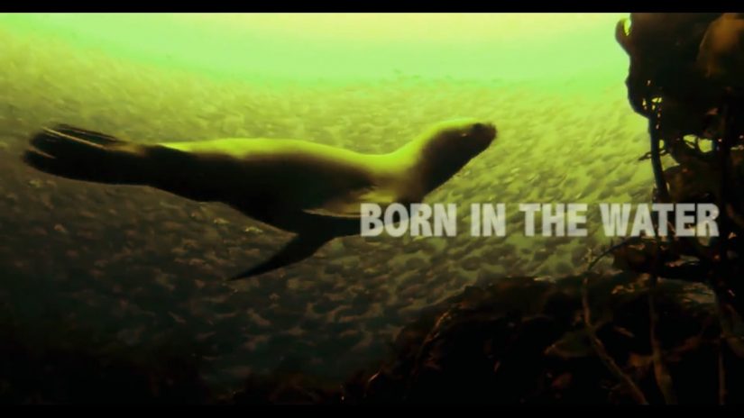 Born In The Water